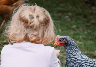 Hannah with Chickens