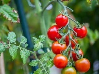 Cherry tomatoes from the garden