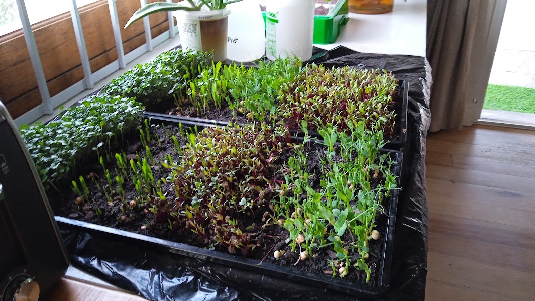 Microgreens growing in trays