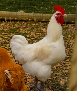 Our Lohmann rooster